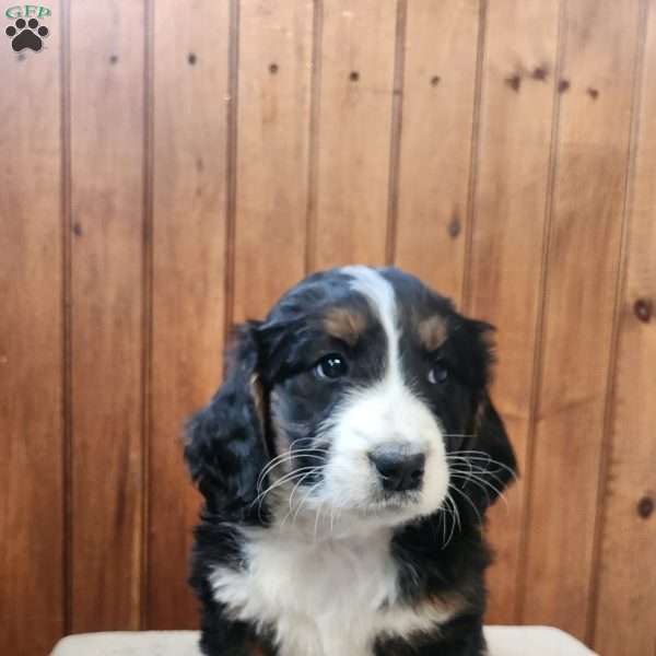 Maggie, Bernedoodle Puppy